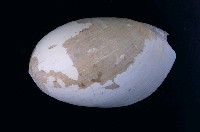 藏品(椰子渦螺)的圖片